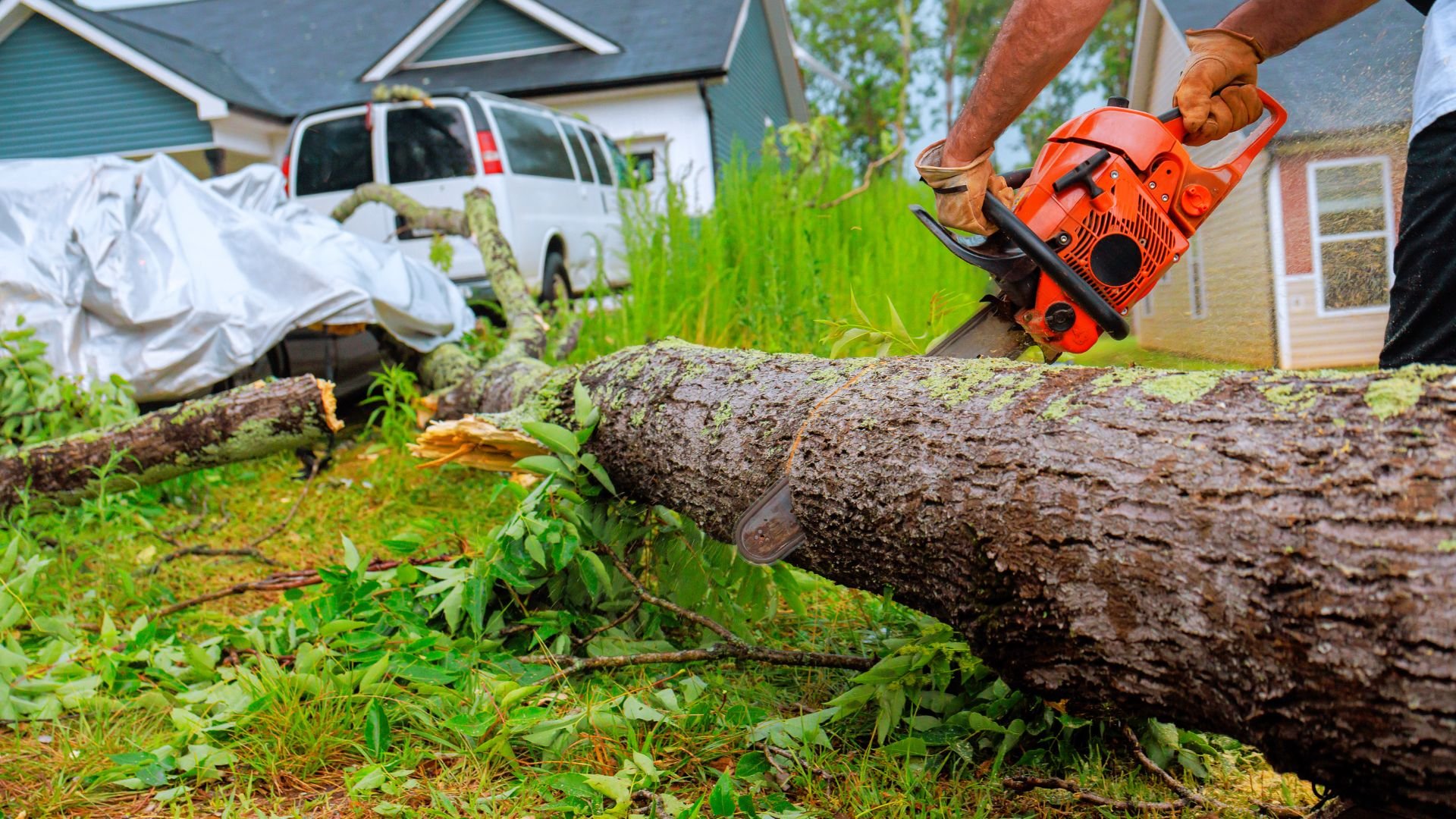 Orange chainsaw cutting large fallen tree trunk in residential yard