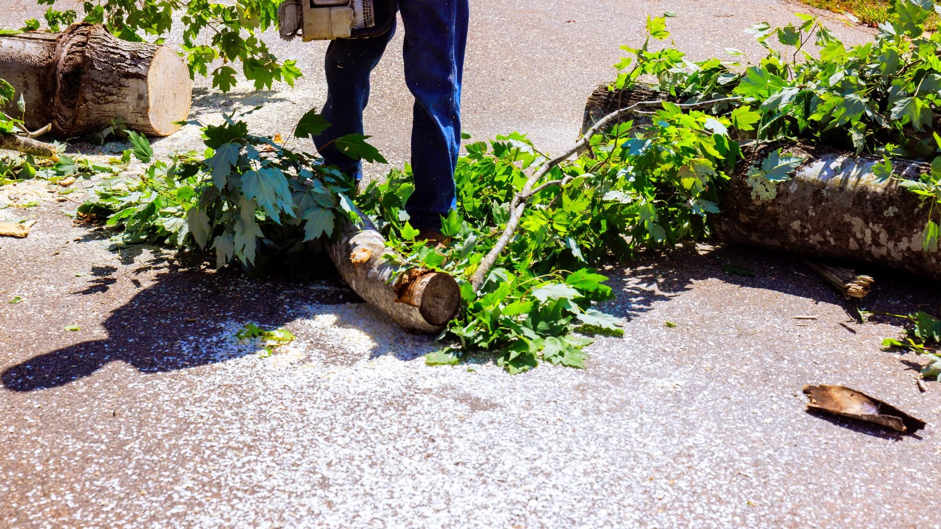 Fallen tree logs and branches scattered on a paved surface