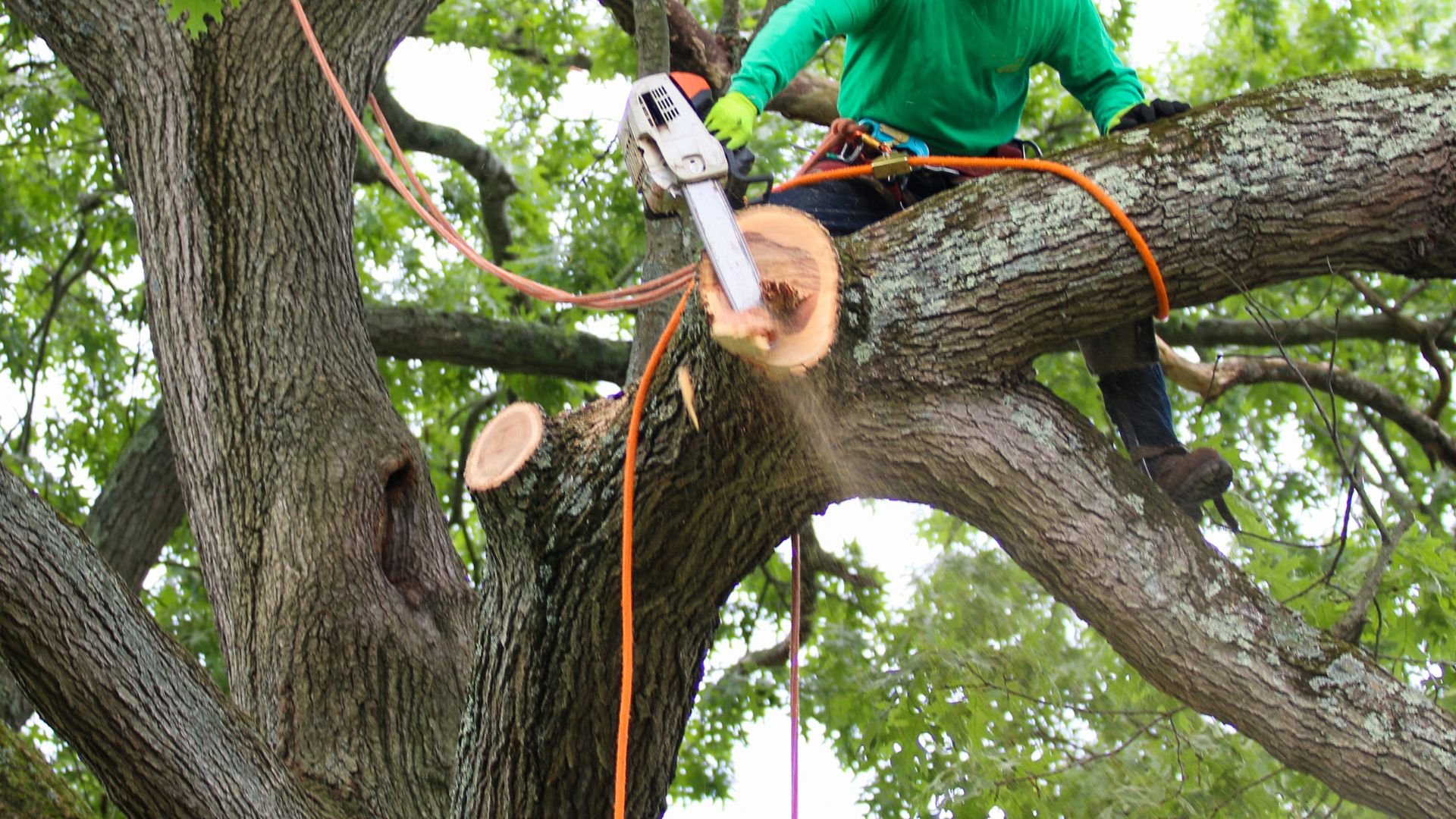 Arborist in green shirt using chainsaw to trim large tree branch