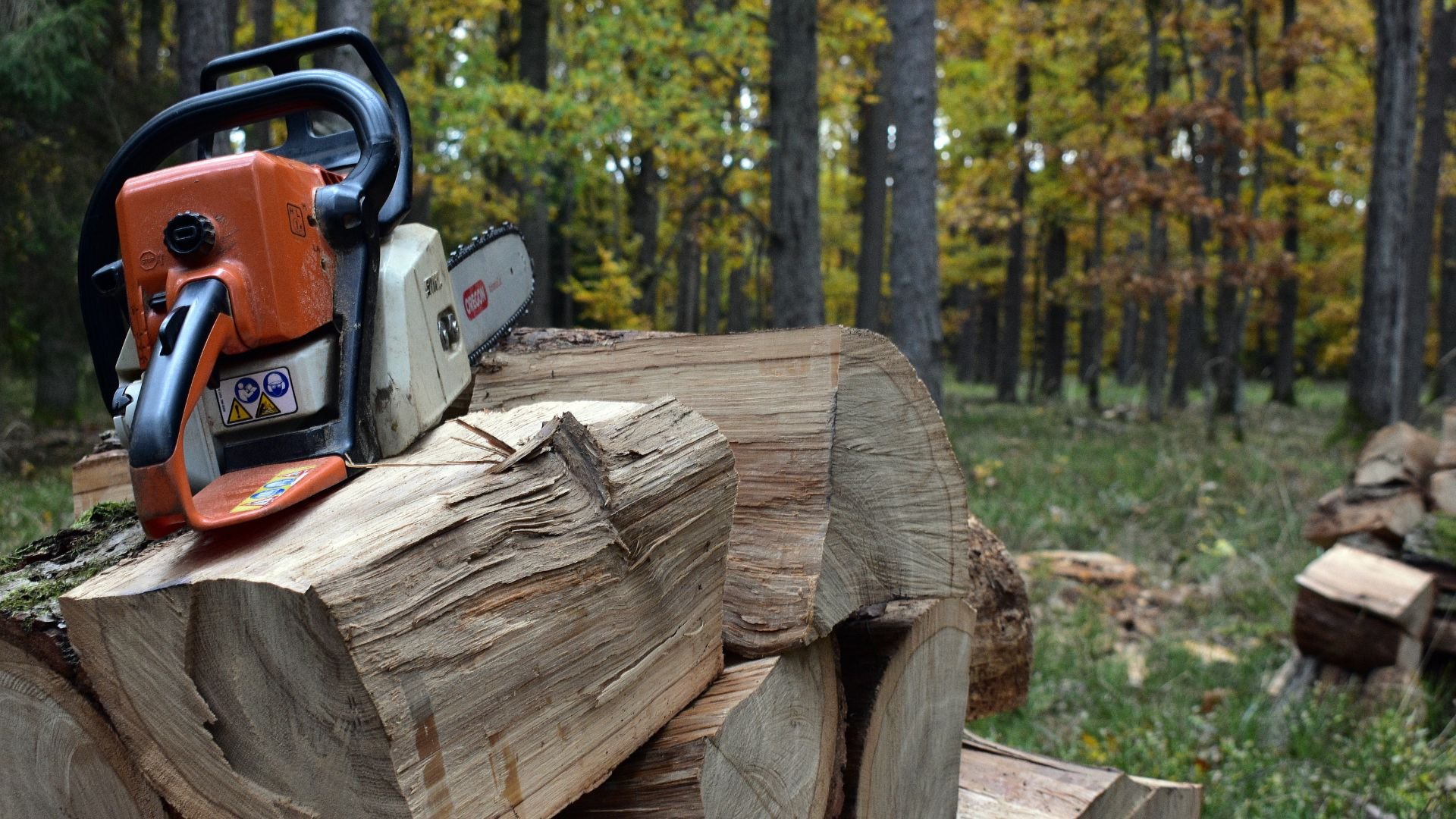 Chainsaw resting on freshly cut wooden logs in an autumn forest