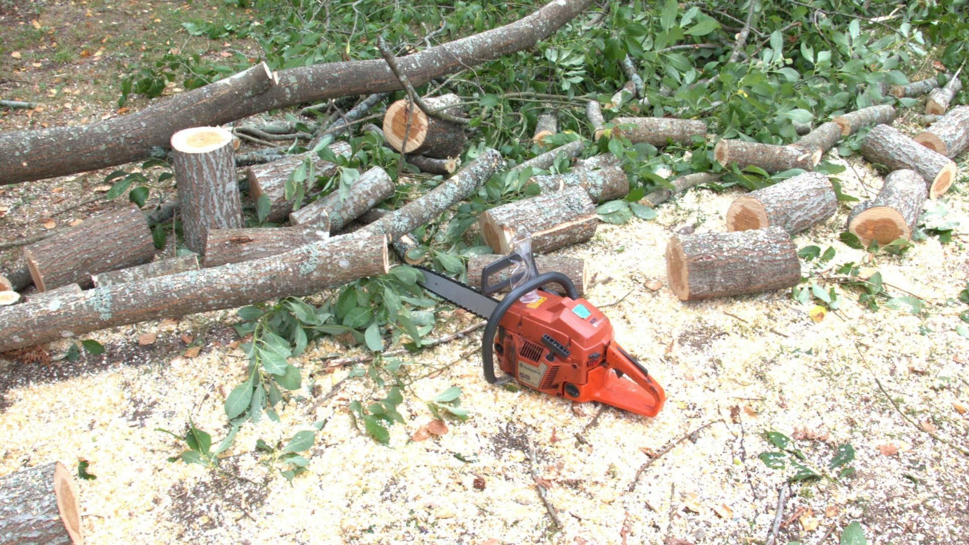 Red chainsaw near cut logs and branches on forest ground