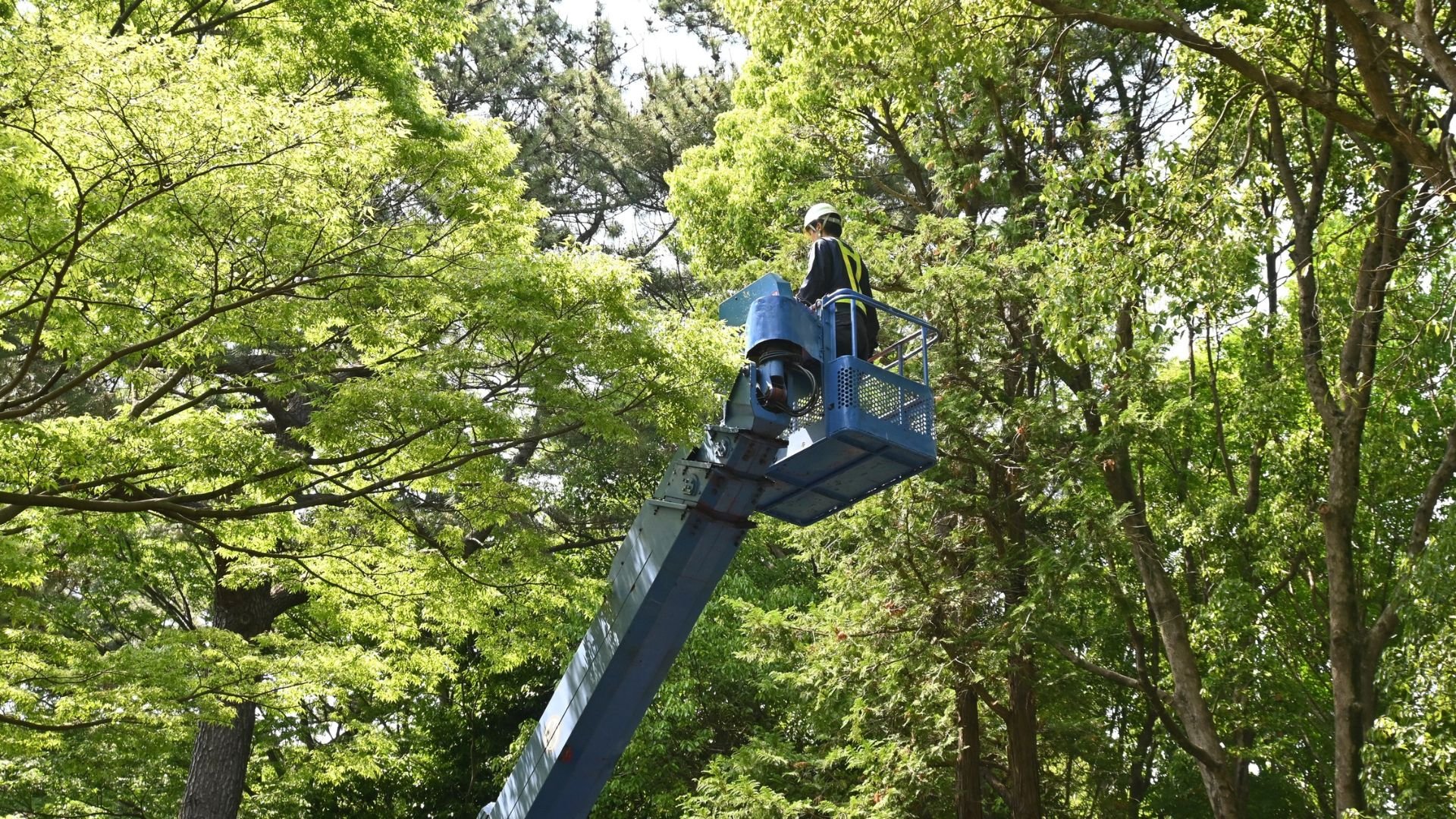Worker in safety gear on elevated lift maintaining trees in lush forest