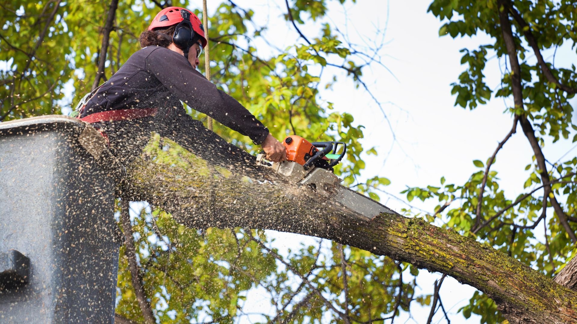 Arborist cutting tree branch with chainsaw, wood chips flying
