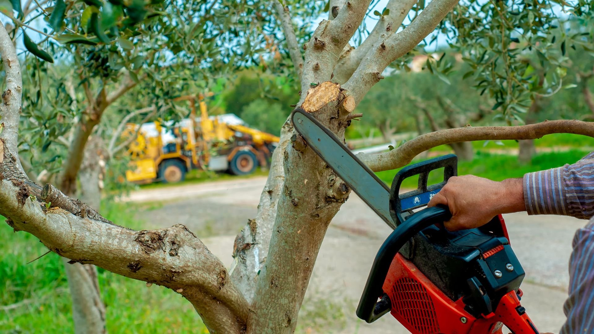Chainsaw cutting olive tree branch with yellow tractor in background