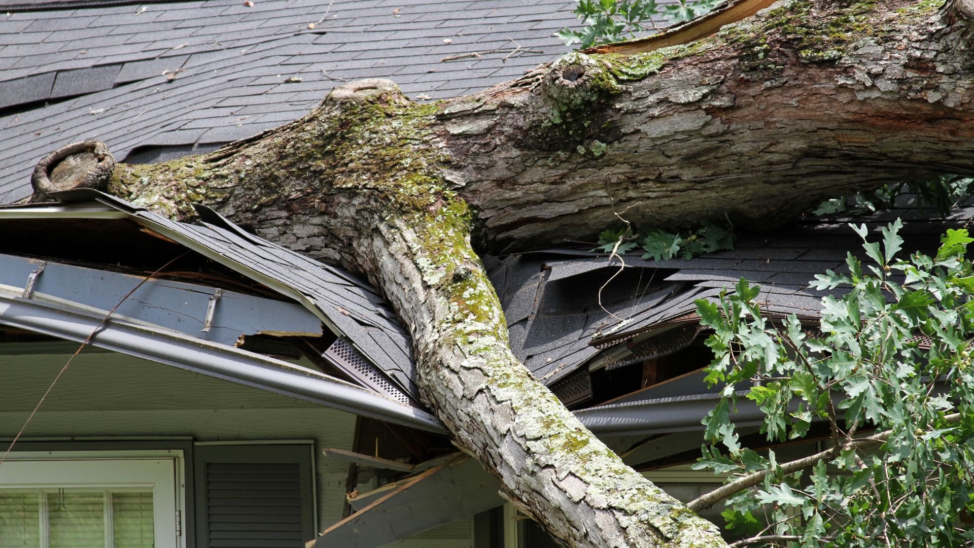 Large tree fallen on roof, causing significant damage to house